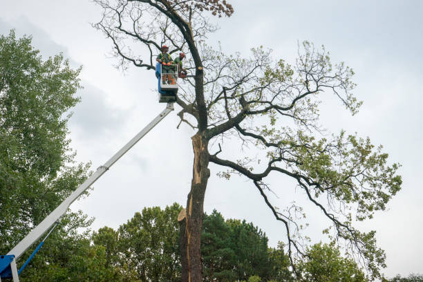 St Pauls, NC Tree Removal Company