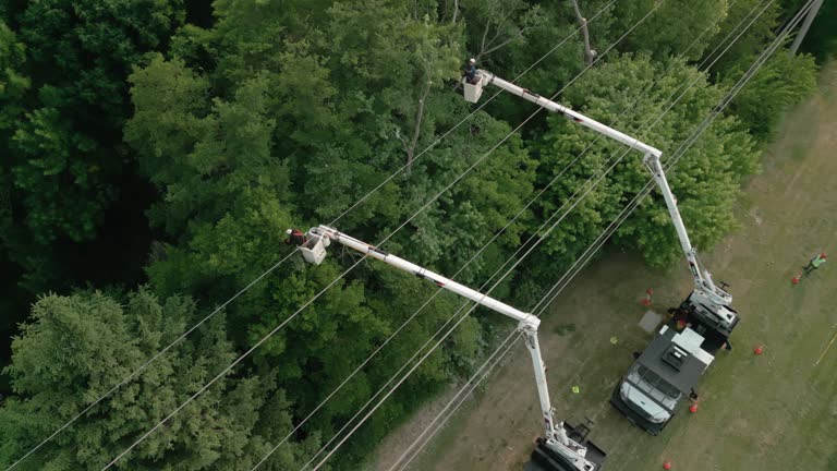 How Our Tree Care Process Works  in  St Pauls, NC