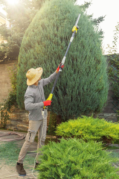 Best Tree Trimming and Pruning  in St Pauls, NC